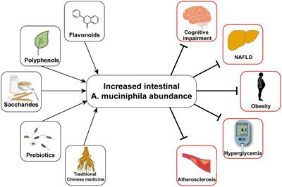 Function of Akkermansia muciniphila in type 2 diabetes and related diseases